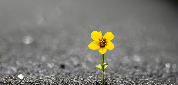 Building A Resilient Portfolio Using Risk Mitigation Techniques